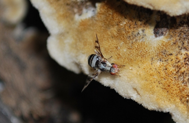 Myennis octopunctata (Ulidiidae).